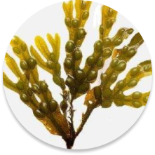 Organic Bladderwrack